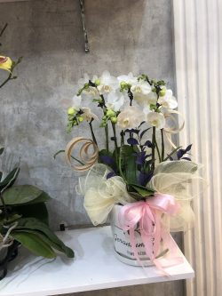 Chậu hoa lan đẹp – DH740