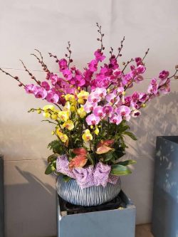 Chậu hoa lan đẹp – DH742